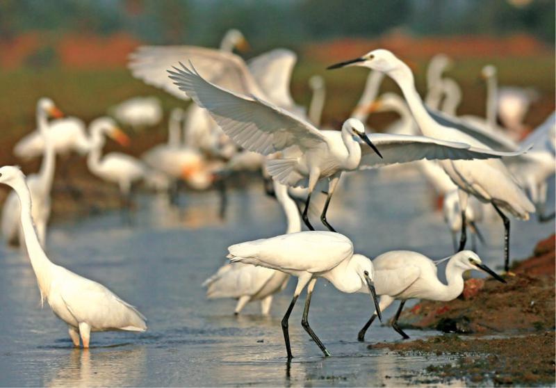 Seagulls Garden Cabanas Tangalle Zewnętrze zdjęcie